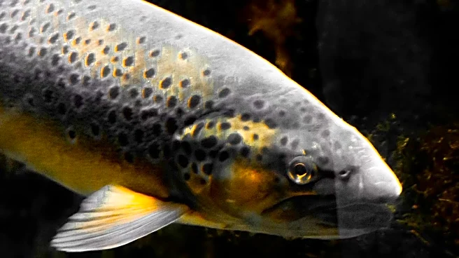 Dietitians Discuss Nutritional Differences Between Wild-Caught and Farm-Raised Salmon