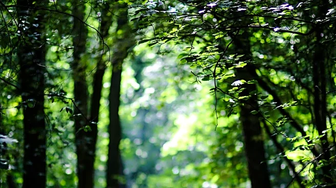 Forest Bathing: A Natural Remedy for Physical and Mental Health