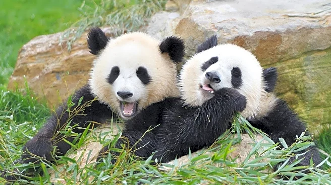 Berlin Zoo's Panda Twins Celebrate First Birthday