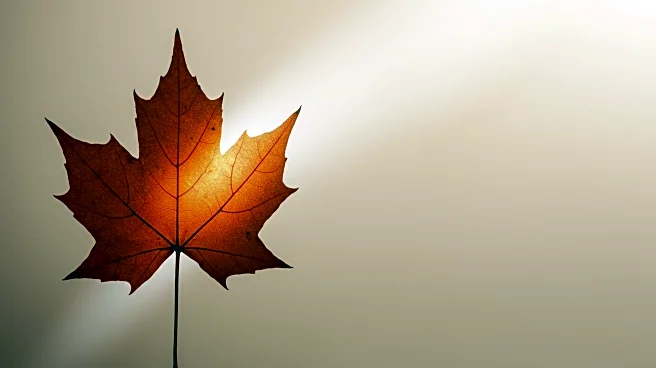 Canadian Dollar Strengthens as Fed's Powell Signals Dovish Stance