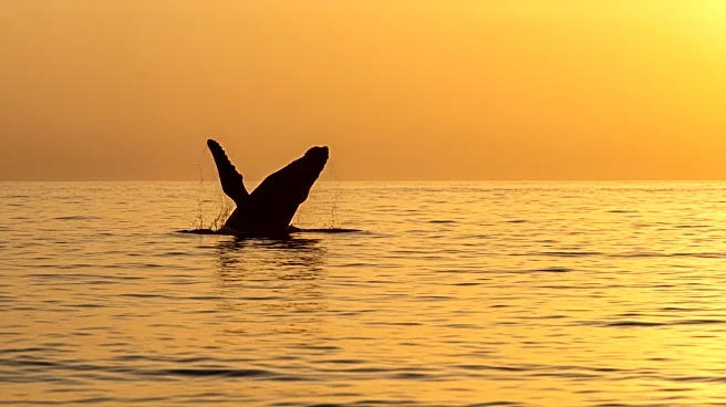 Southern Right Whale Calving Season Offers Hope Amid Environmental Challenges