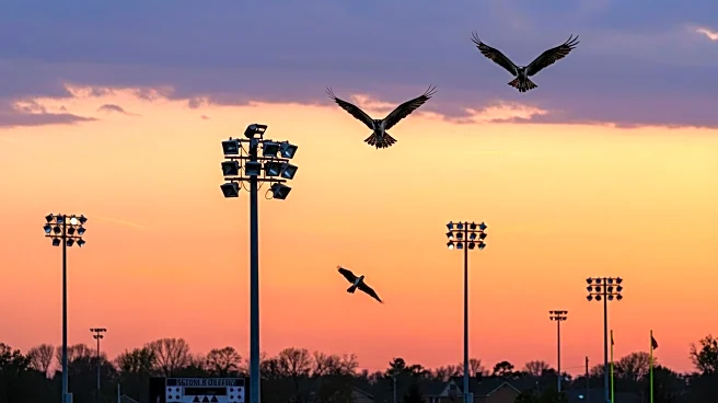 Ospreys Nesting on Stadium Light Pole Disrupts Minnesota High School Sports Season