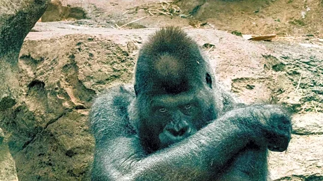 San Diego Zoo Faces Heartbreak with Loss of Three Beloved Animals