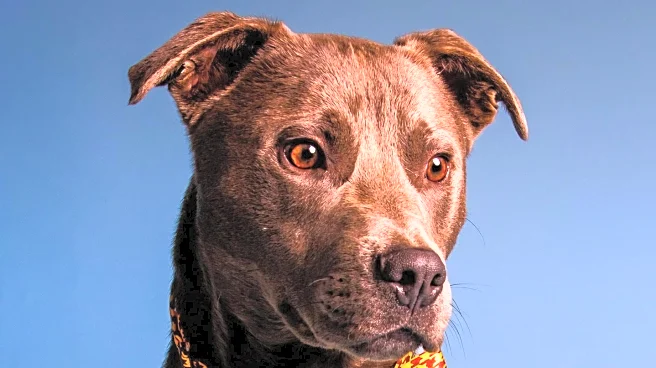 Hale Injury Law and The Animal Foundation Facilitate 41 Dog Adoptions in Las Vegas Event