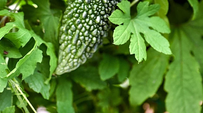 Ancient Remedy Bitter Melon Linked to Health Benefits Including Lower Cholesterol and Cancer Prevention