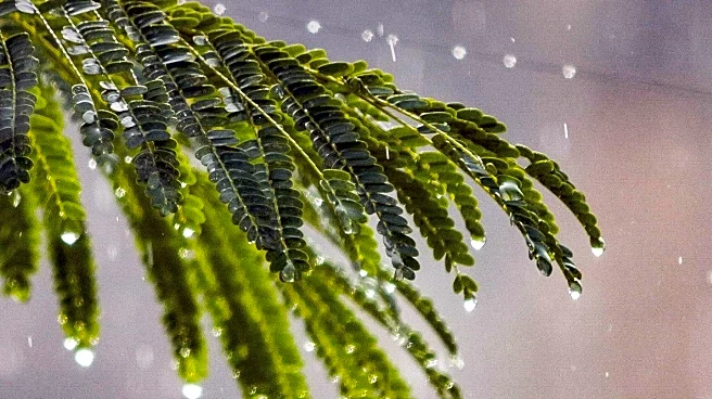 Meteorologist Rachael Jay Reports Increased Humidity and Shower Chances in Maryland