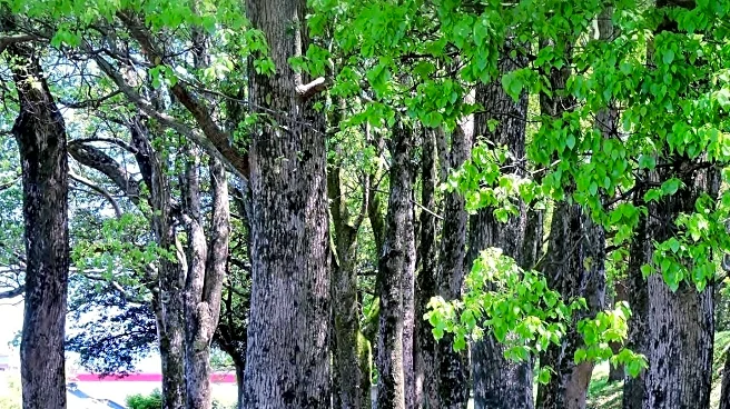 Squashbox Theatre Celebrates Forest for Cornwall's 1.6 Million Trees Initiative with Performances