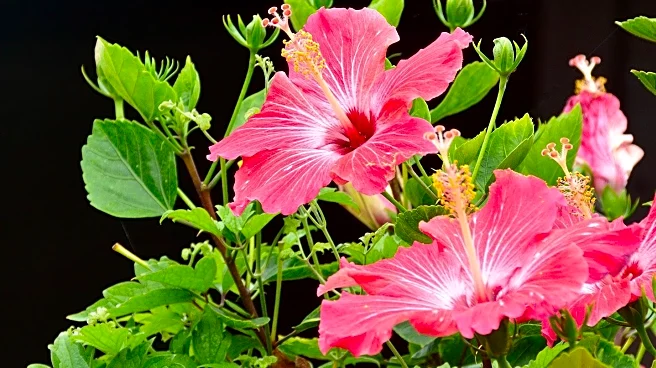 Hawaiian Lei-Making Faces Uncertain Future Amid Flower Farm Decline