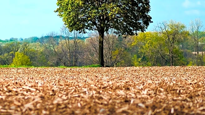 Landscapers Warn Against Harmful 'Mulch Volcanoes' Trend Threatening Trees
