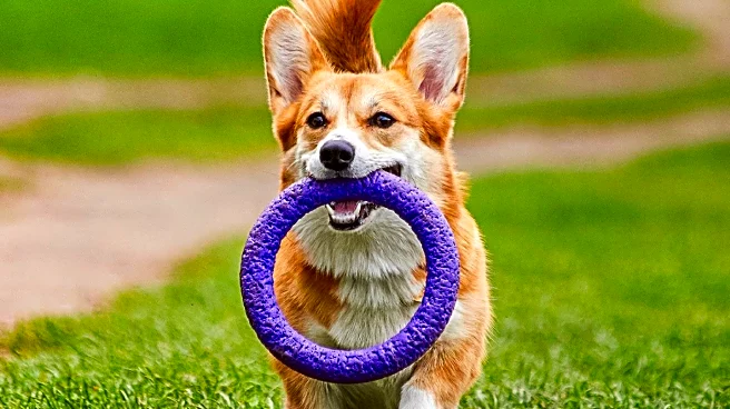 Lithuania Hosts International Corgi Race with Global Participation