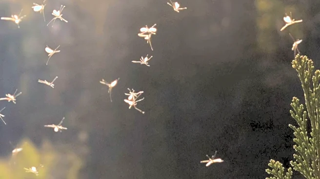 Research Highlights Why Mosquitoes Prefer Certain People, Impacting Outdoor Activities