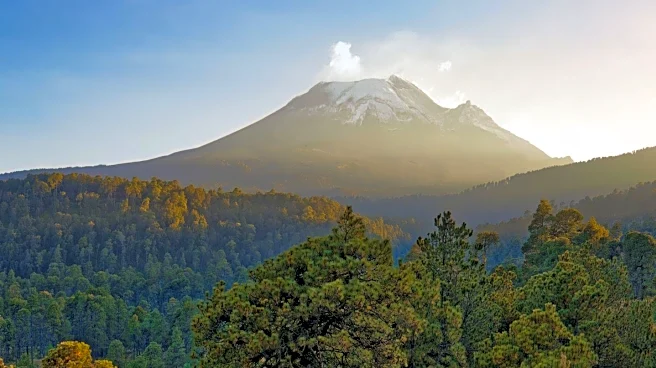 Landscapers Warn Against Harmful Mulch Volcano Trend Affecting Trees