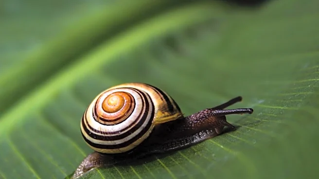 Scientists Initiate Rescue Mission to Protect Endangered Cuban Snails from Collectors