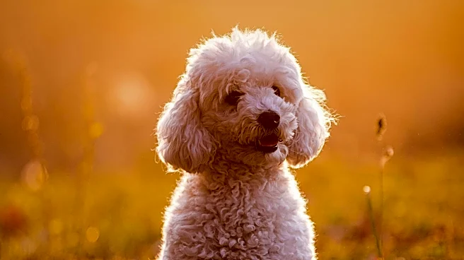 Goldendoodle Puppy Charms Viewers with Busy Morning Routine