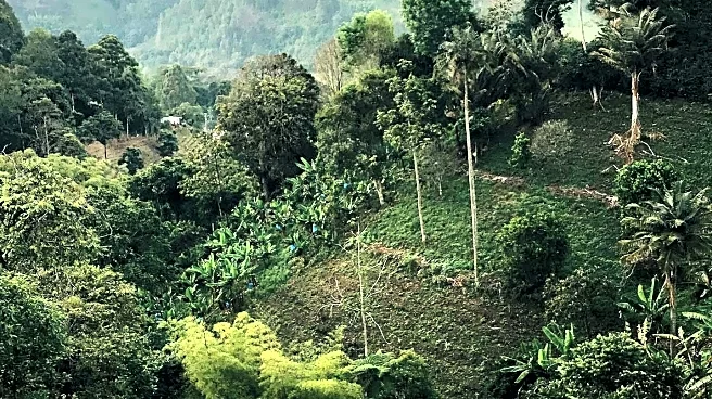 Peruvian Coffee Producer Embraces Sustainable Practices in the Amazon
