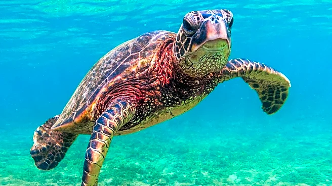 Ojai Introduces New Attractions Including Turtle Conservancy and Cultural Venues