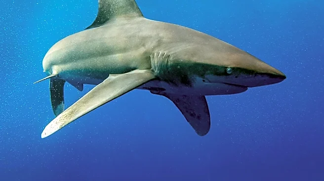 Shark Beauty Expands Ambassador Network with Bobby Eliot and Naeemah LaFond