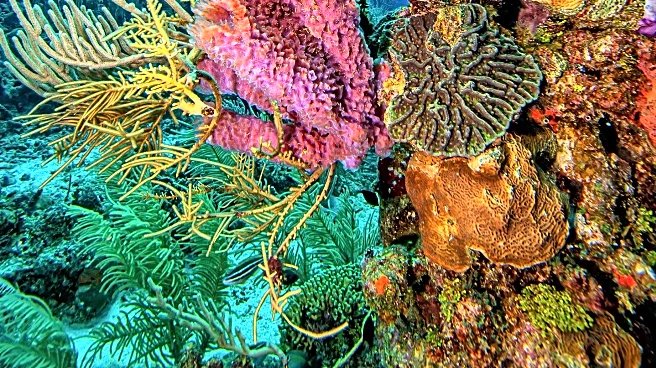 University of Miami Engages Citizen Scientists in Coral Reef Restoration Efforts
