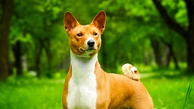 Canine Chronicle Invites Dog Lovers to Share Favorite Basenji Memories