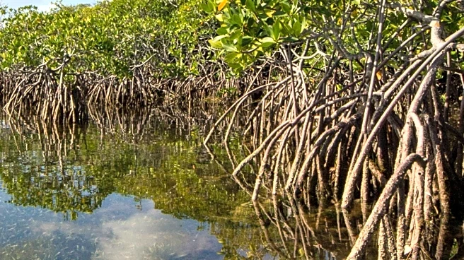 New York Times Highlights 'Mangrove' as Word of the Day, Emphasizing Environmental Importance