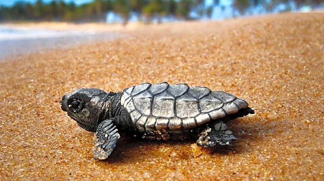 Ojai Introduces New Attractions Including Turtle Conservancy and Revamped Hotel