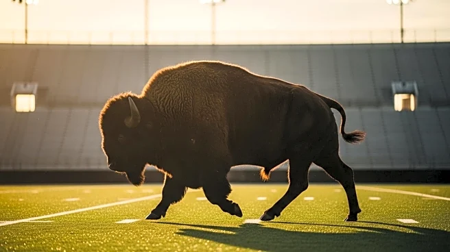 Colorado's Ralphie VI Retires, Leaving Football Team Without Live Mascot