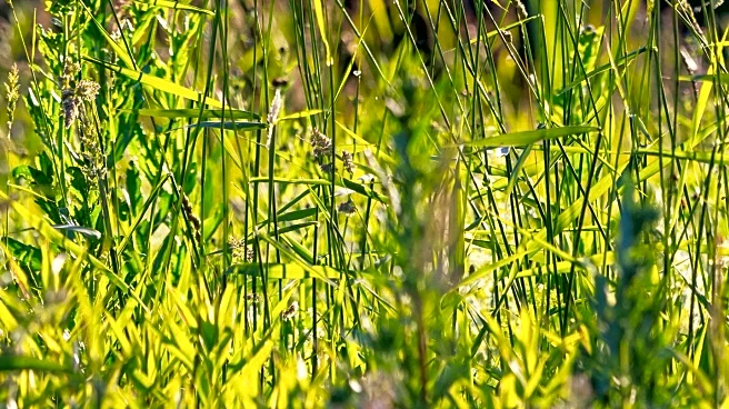 High Pollen Levels in Maryland Amid Cool Weather Conditions