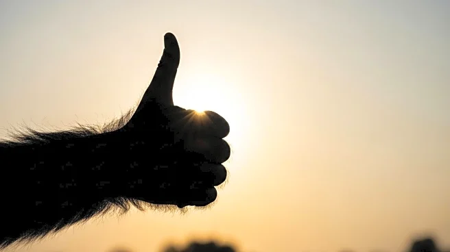 Reading University Finds Link Between Primate Thumb Length and Brain Size