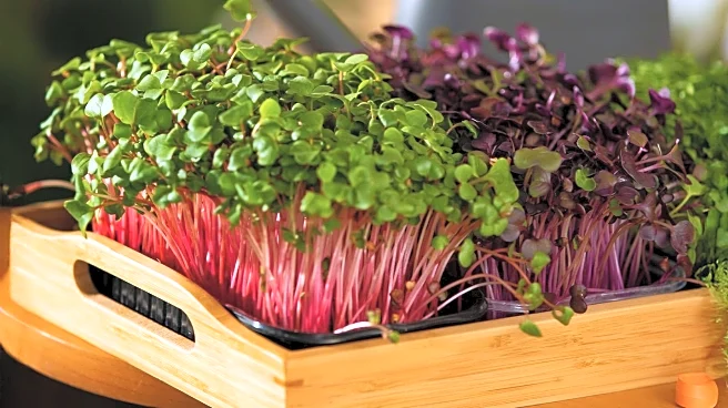 Slow Food Initiatives Transform Global Hospitality and Beverage Sectors