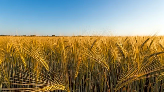 Jordan Issues Tender for 120,000 Tons of Feed Barley Amid Global Trade Activity