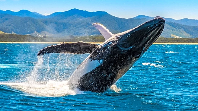 Whale Interacts with Tour Boat Passengers in Patagonia