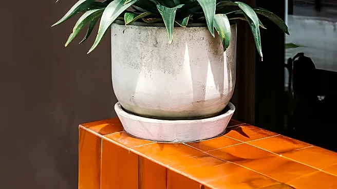 TIP Agave Program Enhances Sustainability in Hospitality Sector