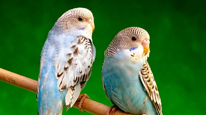 Popular Science Podcast Explores Bird Behavior and Gender Roles
