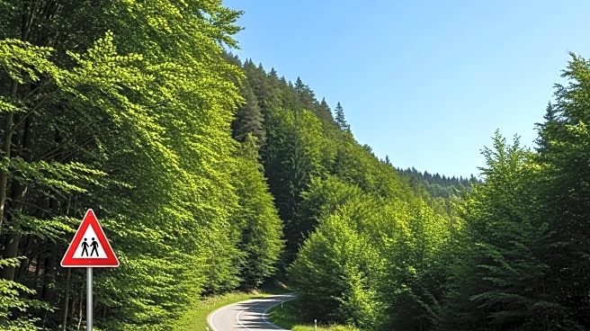 Trump Administration Proposes Rescinding Roadless Rule to Build More Forest Roads
