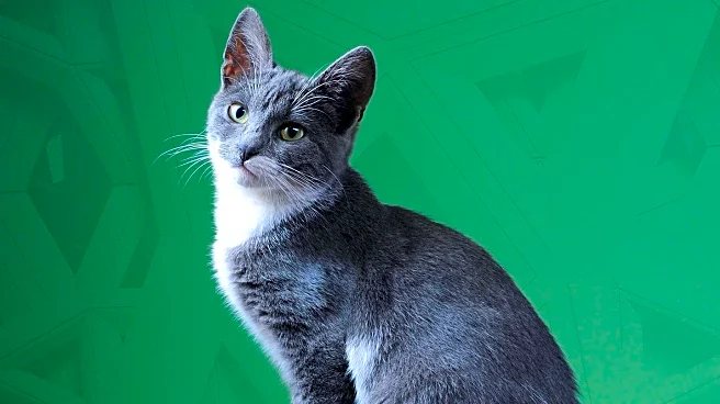 Local Author Explores Unique Concept of Cats as Aliens in New Book