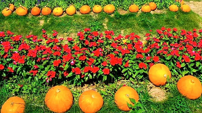 Dixon's Pumpkin Patch Opens, Featuring World Record Corn Maze