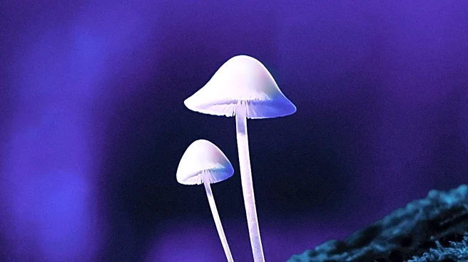 Psilocybin's Potential to Rewire Brain Networks Explored