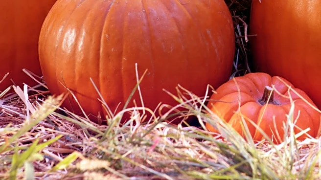 Dixon's Pumpkin Patch Welcomes Visitors for Fall Season