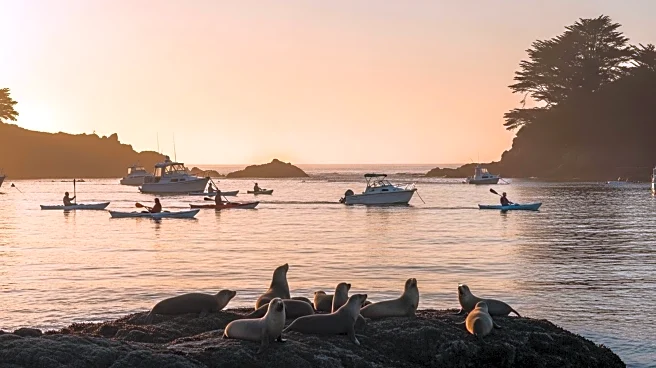 Kayakers and Boaters Urged to Maintain Safe Distance from Seals in Sooke Basin