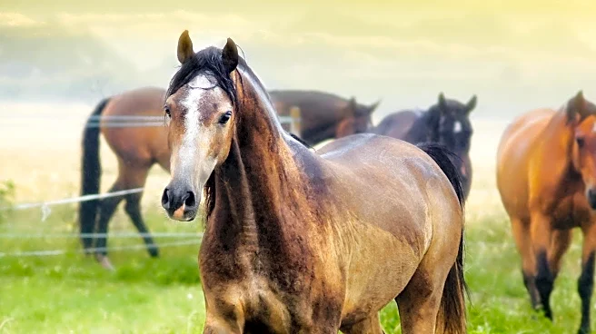 Vancouver Island Rodeo Faces Second Animal Cruelty Complaint