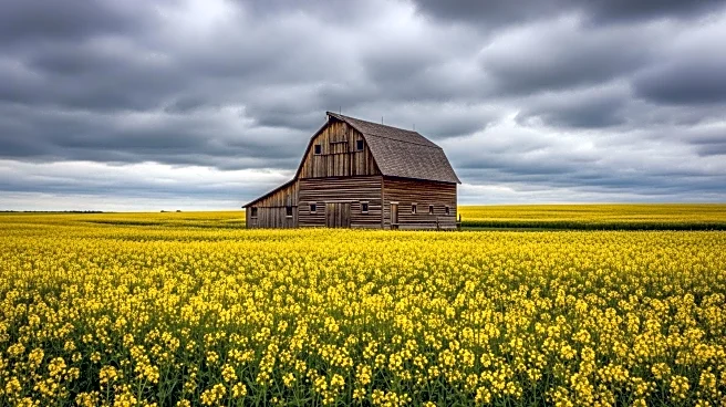 Saskatchewan Agriculture Faces Slow Harvest and Dropping Canola Prices