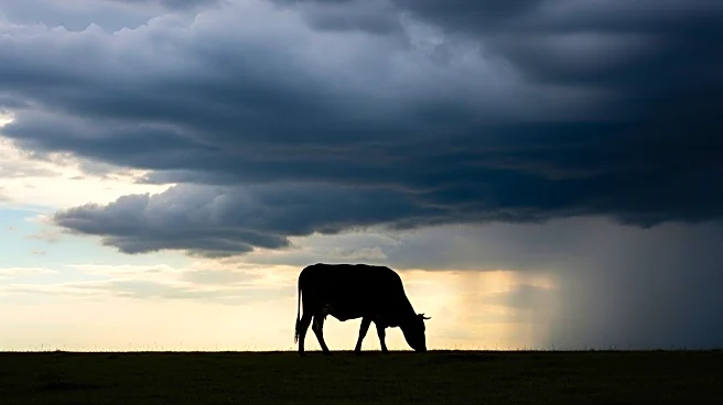 Brazil Faces Beef Tariff Crisis as Trump Administration Imposes Heavy Levies