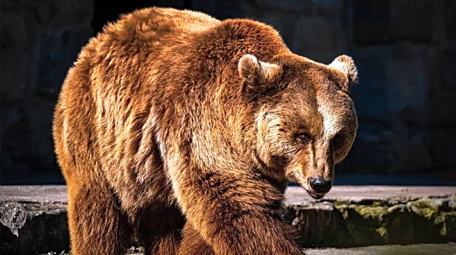 Brookfield Zoo Remembers Beloved Brown Bear Axhi