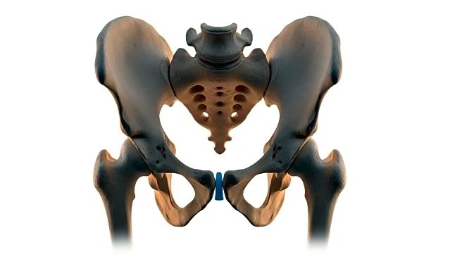 Harvard Study Identifies Pelvic Innovations Crucial for Human Bipedalism
