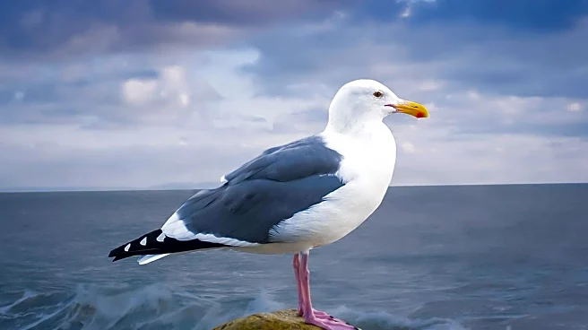 Conservationists Issue Guidelines for Responsible Interaction with Isle of Man Marine Wildlife
