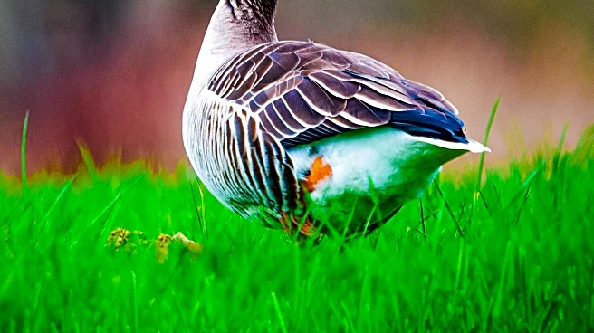 March's Famous Geese to be Featured in Children's Book