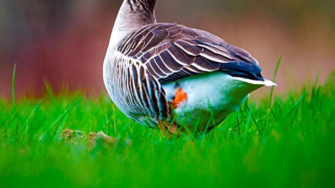 Illustrated Book to Feature March's Famous Geese, Boosting Local Tourism