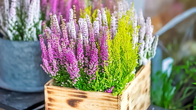Midtown Plant and Gift Shop Celebrates Six Years with Major Sale and Community Event