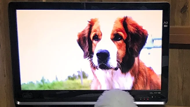 Dog Show Insights with George Alston on Canine Chronicle TV