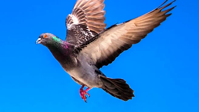 Passenger Pigeon Extinction Marks Historical Milestone